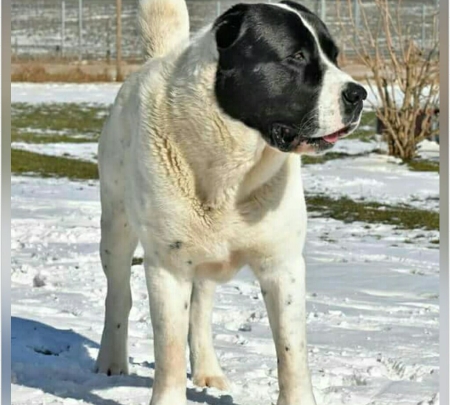 Owczarek Środkowoazjatycki - Central Asian Shepherd Dog, Alabai