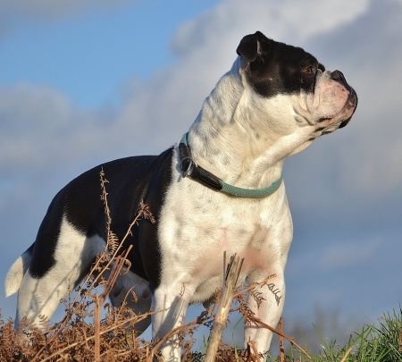 Bulldog Kontynentalny - Continental Bulldog
