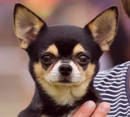 Chihuahua Krótkowłosa