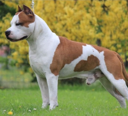 American Staffordshire Terrier - Amstaff