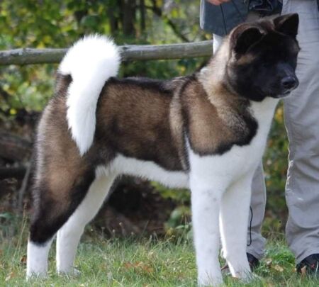 Akita Amerykańska - American Akita