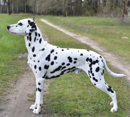 Dalmatyńczyk - Dalmatian Dog