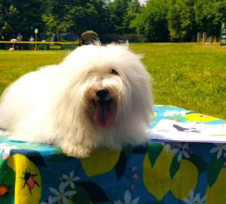 Coton de Tulear