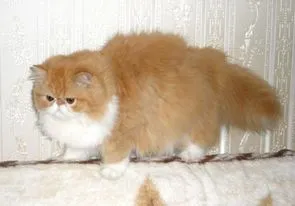 Kot Perski - Persian Cat