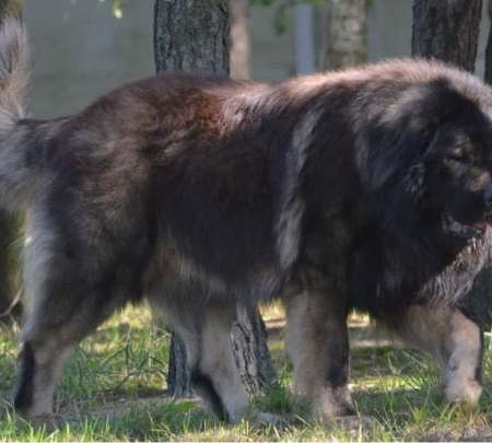 Owczarek Kaukaski - Caucasian Shepherd Dog