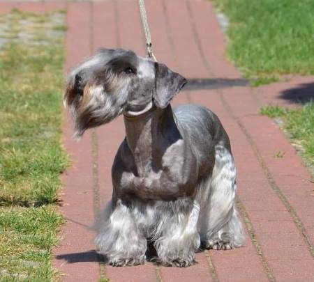 Terrier Czeski - Cesky Terrier