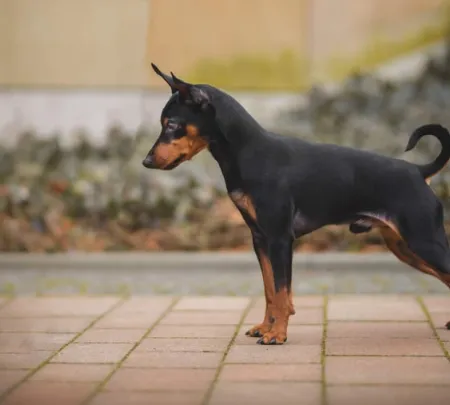 Pinczer Miniaturowy - Miniature Pinscher Dog Breed