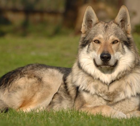 Wilczak Czechosłowacki - Czechoslovakian Wolfdog