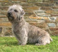 Irish Glen of Imaal Terrier